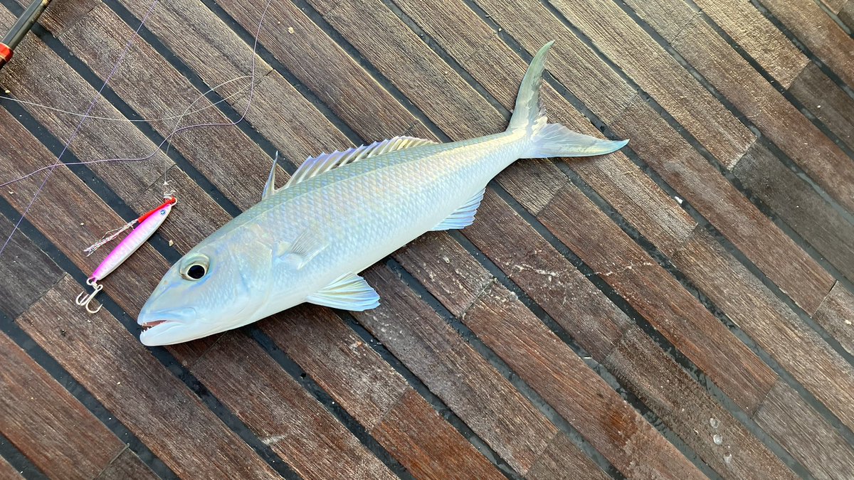 kyufurumi's tweet image. 先日のモルディブでの釣果🎣本当はもう少し釣っています😊海外でのジギングも楽しかった！
#BlueBlue 
#FalltenTG 
#ブルーブルー
#フォルテンTG
#めっちゃ釣れるぞ