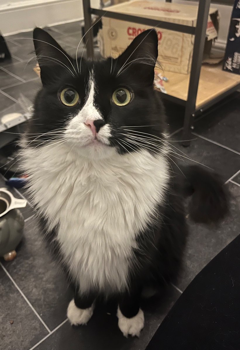 Ecmoy's tweet photo. my cat got out this morning when i had movers taking my things out.

i'm so devastated but trying to do what i can to find him.

if you know anyone in hackney near columbia road please share and ask them to look out for him! he's very shy but loves fish/chicken/treats https://t.co/EJbaYeGLKJ
