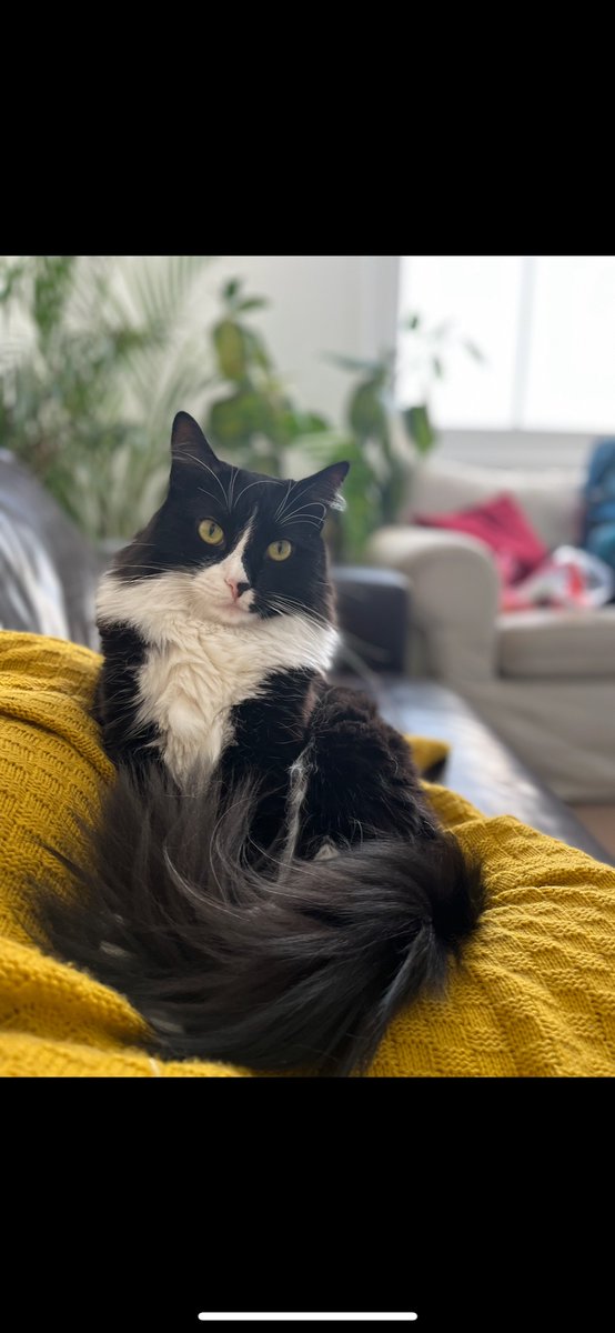 Ecmoy's tweet photo. my cat got out this morning when i had movers taking my things out.

i'm so devastated but trying to do what i can to find him.

if you know anyone in hackney near columbia road please share and ask them to look out for him! he's very shy but loves fish/chicken/treats https://t.co/EJbaYeGLKJ