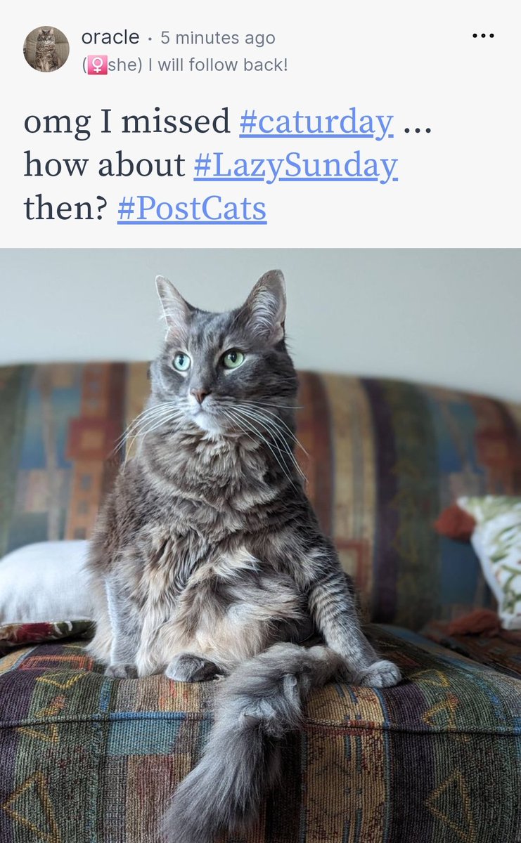 lakeinla's tweet photo. 12 hours ago, I said there were a lot of dogs on Post. Not to worry, the #CatsofPost have entered the Post halls for #LazySunday https://t.co/4hnJNIcIvP