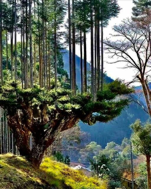 EmaanzT's tweet photo. The Japanese have been producing wood for 700 years without cutting down trees. In the 14th century, the extraordinary daisugi pruning technique was born in Japan. The cedar trees are pruned as if they are giant bonsai trees; the wood grows uniform
#Respecttrees #trees https://t.co/qCT50KqW7h