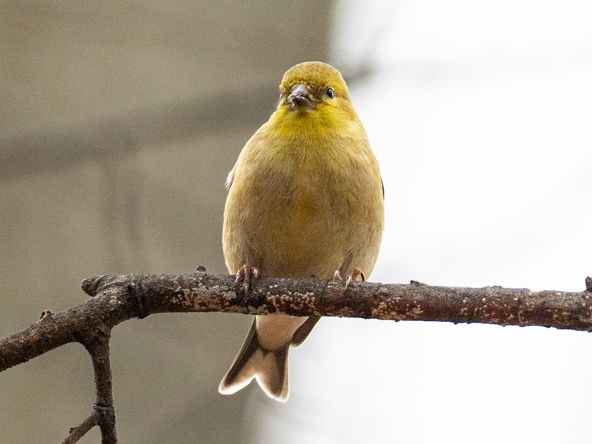 chirpsofnewyork's tweet photo. American goldfinch seen perched yesterday in the ramble, Central Park #birds #birding #birdwatching #birdphotography #birdcpp https://t.co/gUXrIGFzYm
