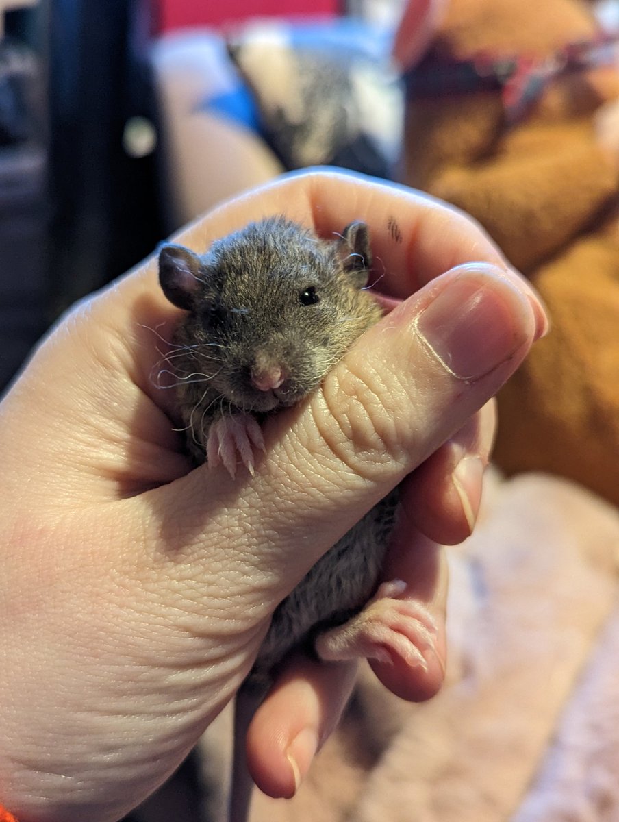 GingerbreadRats's tweet photo. Loved visiting @TheOnionMaid yesterday and seeing some babies. Look at those crinkly rexy whiskers. https://t.co/CAyhMsHQwF