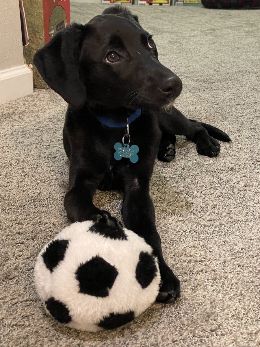 Taylor_Ann20's tweet photo. Timber is ready for the final! #messimessimessi https://t.co/DeUtm62eY5