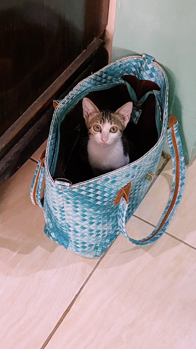 annisaanm's tweet photo. @kochengfs 🐈‍⬛ ku juga 4 hari yg lalu meninggal kena virus ini, pdhl baru ku pungut dijalanan 2 minggu yg lalu. ciyu, semoga km di surga bisa lari2an dan panjat pohon sepuasnya ya tanpa aku teriak2in takut jatoh🥺 https://t.co/0W5ImkzF2j