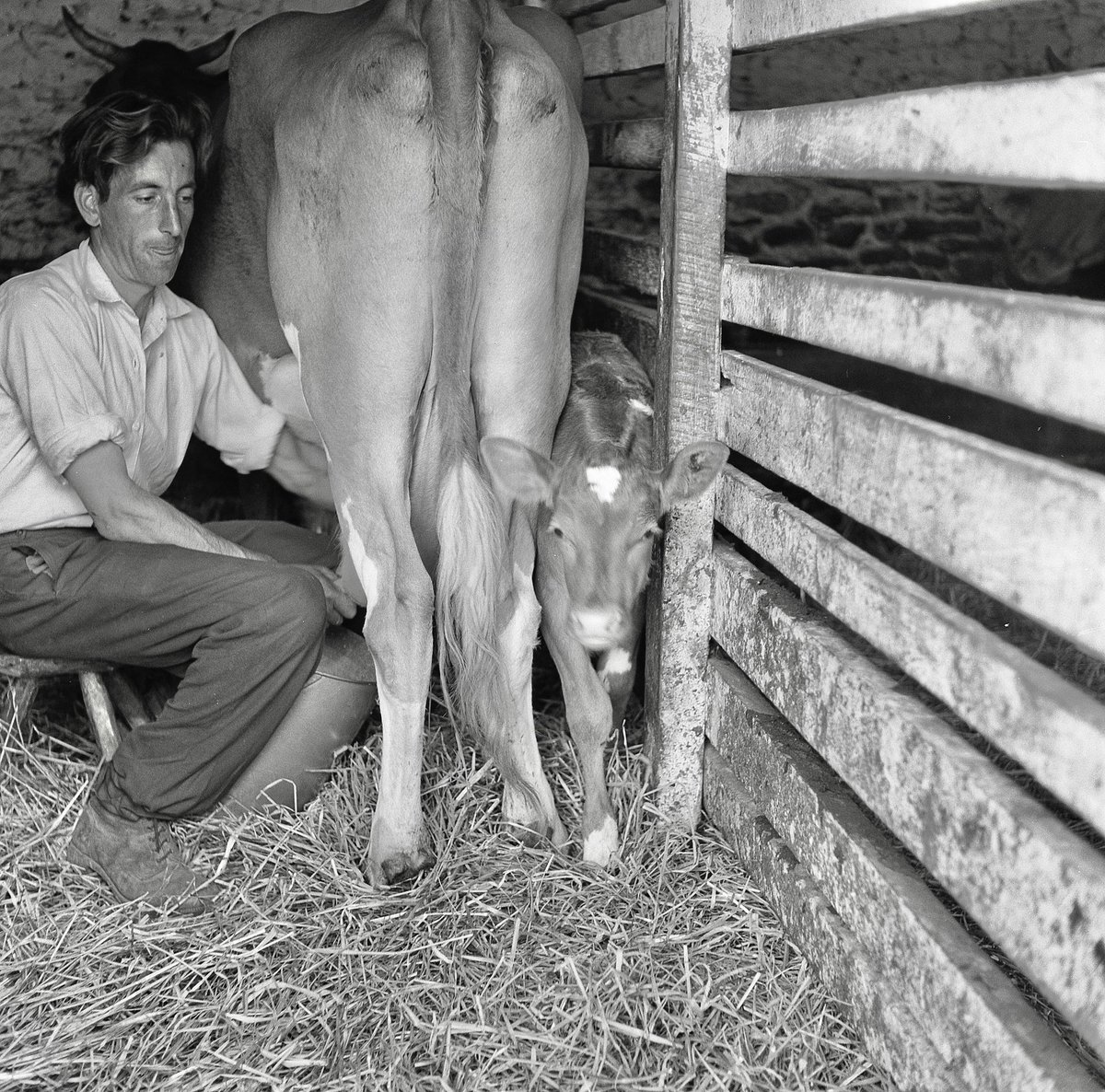 antinomydesigns's tweet photo. #foundnegative posting images from a lot of black and white medium format negatives from the 1950’s https://t.co/YsTx1qHk0V