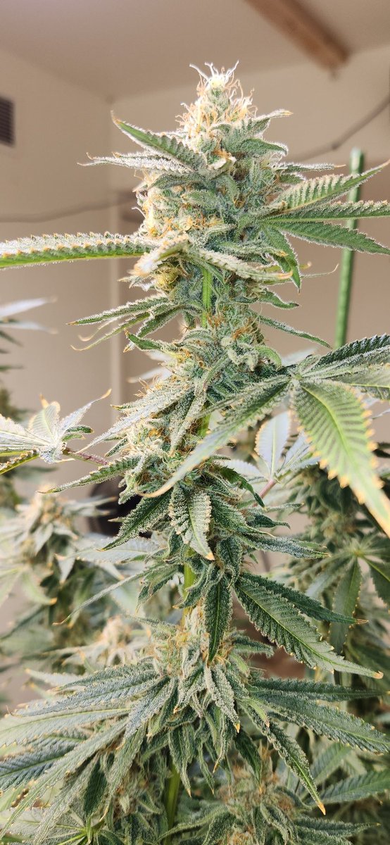 Terpy602's tweet photo. Sqaure one Grape Glaze F48 from seed. #weedsmokers #Weedmob #WeedLovers #CannabisCommunity #cannabisindustry #420friendly #420community #420girls #growyourown #grower #growing https://t.co/Tm8514pnSh