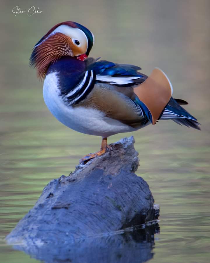Një vizitor i rrallë kudo në botë, Rosa mandarinë (Mandarin duck) ka shpalosur këto ditë bukurinë e tij në Liqenin e Tiranës.🌿🦆🏞️💚
📸 credits: Ilir Ciko