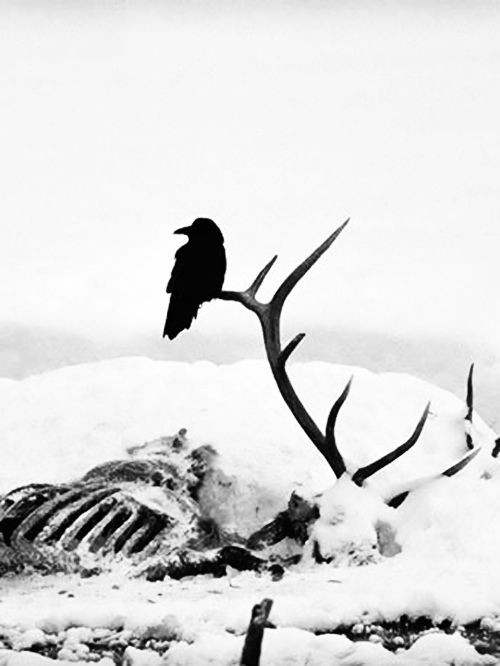 ACresent_Omega's tweet photo. land covered in snow
#plum skin corpses carried
in icy coffins
black crows fly gratefully
around death that laughing delightfully
drinking souls that #trickled through #still-ness eyes
All beings entered icy Hell
after the sun gone.
#vss365 #horrorprompt #vsshorror
#vssfantasy https://t.co/QeW6h4bqIA