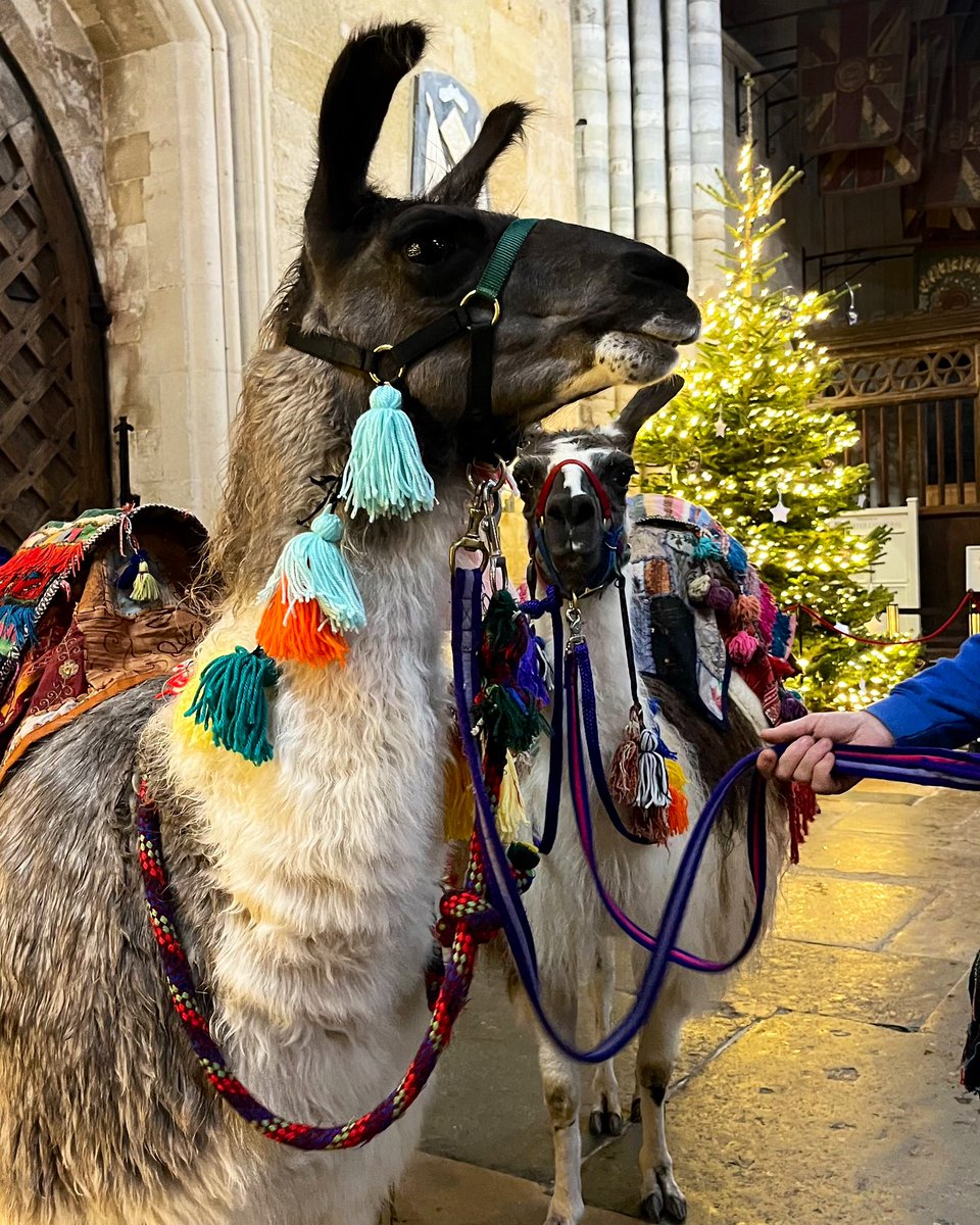 ExeterCathedral's tweet photo. Christmas must be coming: we have Llamas dressed as Camels! @engcathedrals @churchofengland @CofEDevon #advent #nativity #exeternativity #exeter #Christmas https://t.co/6RXwT14Gt0