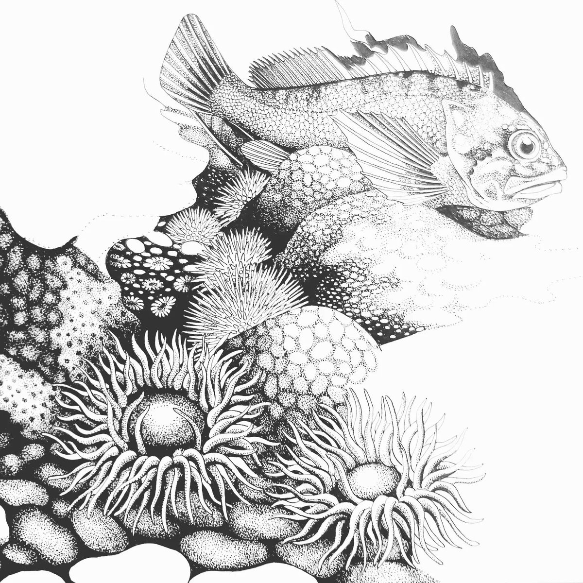 jessi_eggers's tweet photo. Work in progress of a large drawing that i am currently working on !
.
#fishart #wildlifeart #wip #illustration #marinebiology #temperatereef #ichthyology #scuba #diving #rockfish #kelp #fishytheme #sketchafishsunday https://t.co/jk51xO15tM