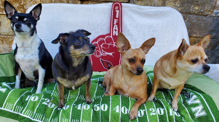 keycay's tweet photo. NFL week 15. AZ vs Den.  Go Cards Go.

#AZCardinals #arizonacardinals #birdgang #BirdCityFootball #nflweek15 #azvsden #chihuahuasoftwitter https://t.co/AJ8RYl011h