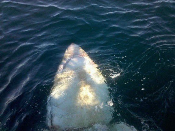 12 years ago today this 17' white shark was accidentally caught off the coast of Cape Cod. Although most white sharks are headed south this time of year there are always some stragglers. So🏄‍♂️ don't let your guard down, stay vigilant.

If you do see a shark please report it.