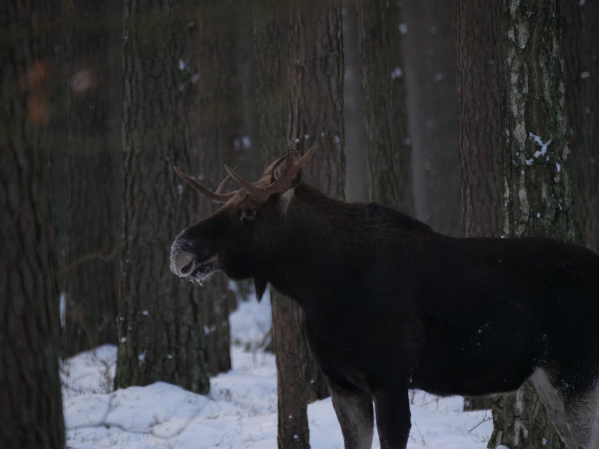 wildlifeguidePL's tweet photo. The result of today's Elk Safari in Biebrza National Park with Boris - a photographer from Germany🇩🇪- was 8 Elks, but most interesting for me was finding a fresh Lynx footprint as the population of this elusive carnivore on Biebrza Marshes is extremely small (5 - 10 individuals). https://t.co/O9scHj4IY0