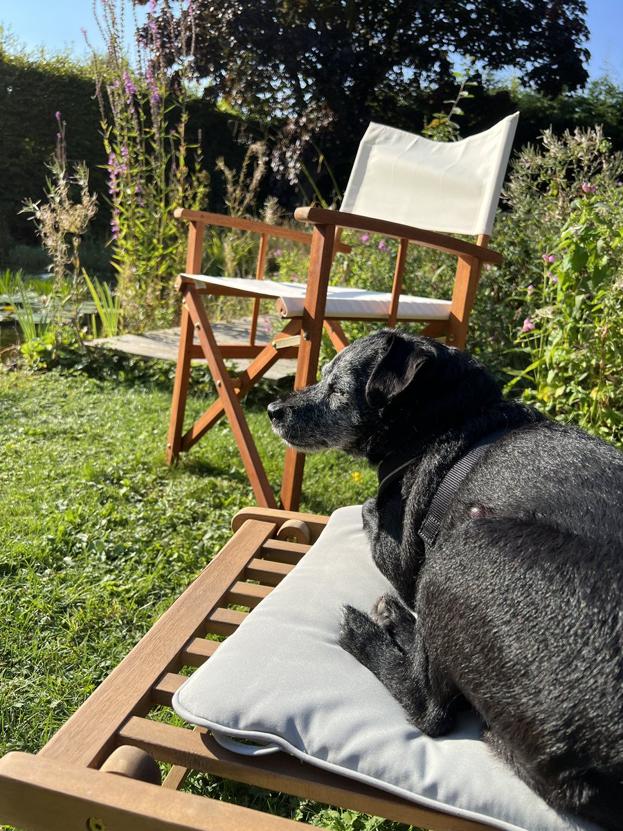 tabithapotts's tweet photo. My dear old dog has had a cancerous lymph gland removed and is starting #Palladia soon. Amazed how resilient he’s been https://t.co/Iqgnfk6L52