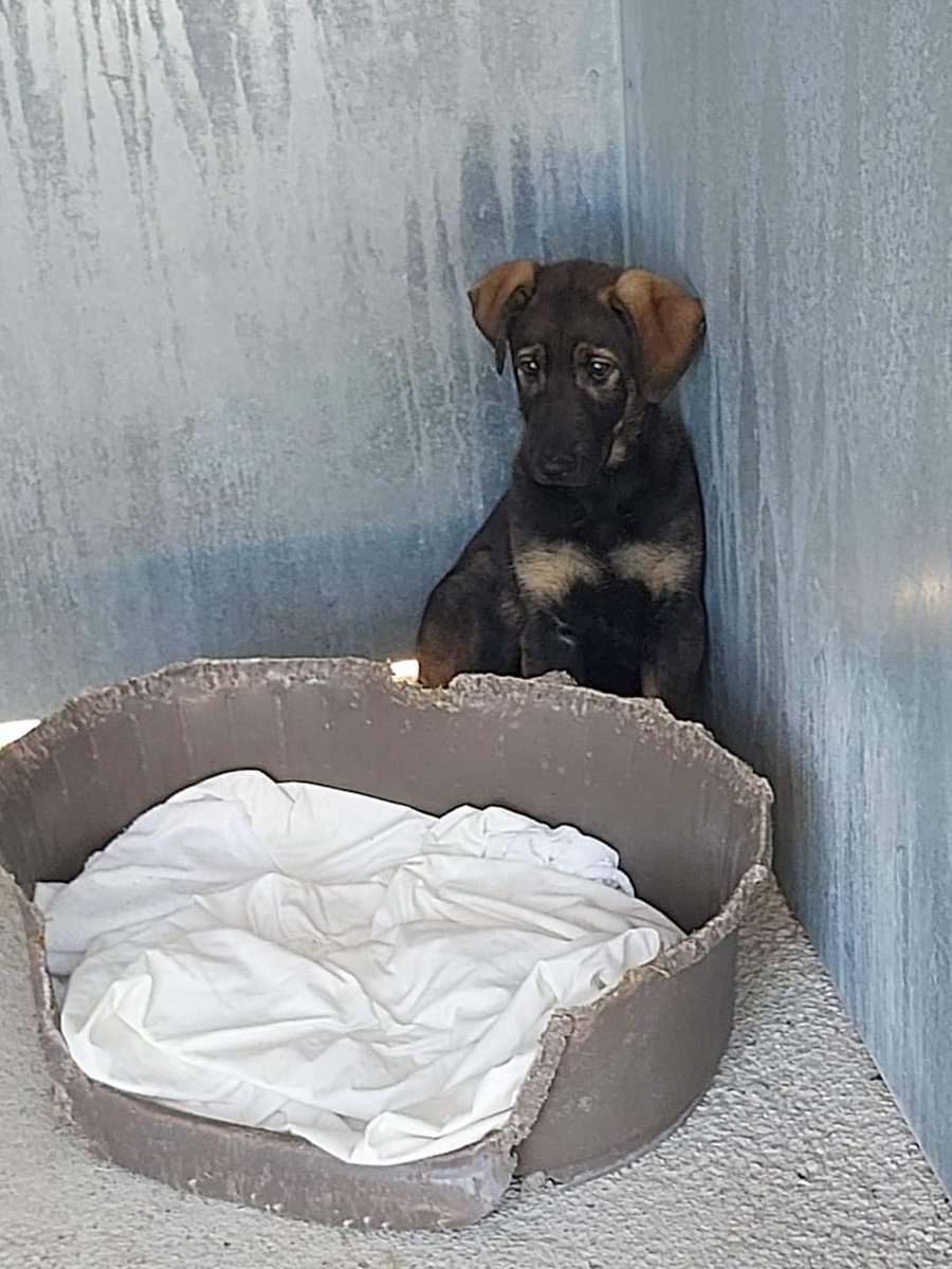 SilviaMylo's tweet image. Qué tristeza tan infinita en los ojos de esta pobre criatura 😭 
Es tan pequeño, tan desvalido, va a morir allí en la perrera, de frío, de parvo, de tristeza 💔 😢
Perrera de Jerez
pppeludosjerez@gmail.com
😢 🆘 📢 📢 📢 📢 📢 📢
