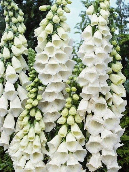 lavieestbelIe's tweet photo. Foxglove https://t.co/TV9SIlqm3c