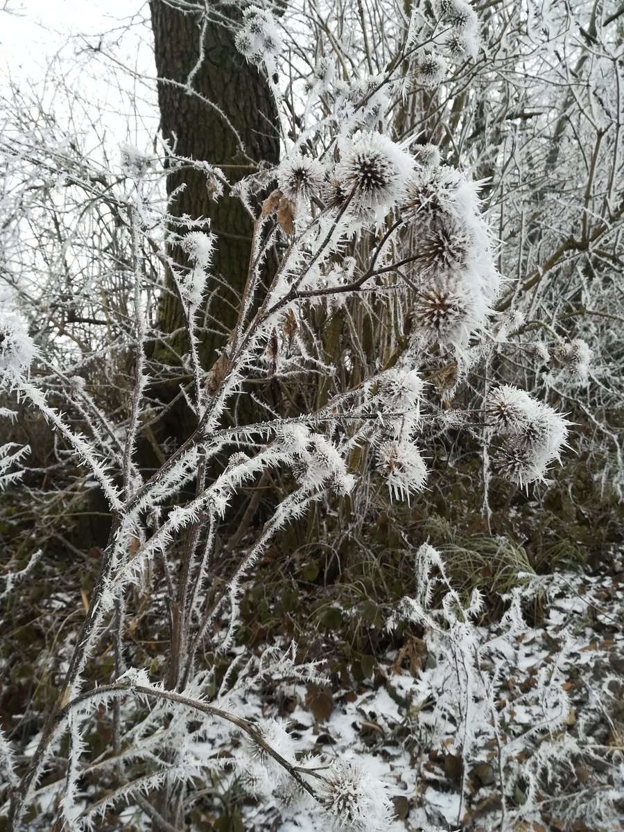 klimawiese's tweet photo. Es scheint als stehe die Natur still 🤫
Diese Ruhephasen sind für unsere Natur so wichtig. Zeit zum Ausruhen und neue Zyklen beginnen.
Genießt diese Ruhe bei schönen Winterspaziergängen.
#WINTER #frost #kalt #eisig #winterspaziergang #spaziergang #naturschutz #streuobstwiese https://t.co/M9qEVH9BL6