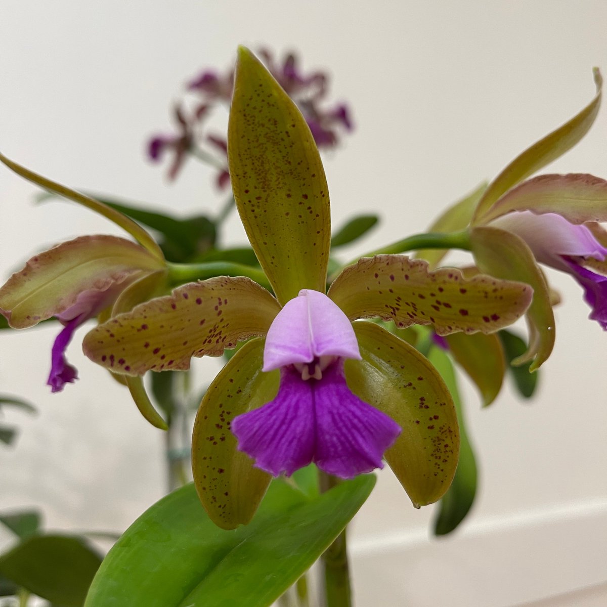 peninsulaorchid's tweet photo. Cattleya tigrina var verde 'Verde'

✨Our 2023 Annual Show and Sale will be January 21 and 22 at 1400 Roosevelt Ave, Redwood City, CA from 10am-5pm both days. We will have plant judging, seminars, and plant vendors. Everyone is welcome!✨

➡️https://t.co/jFjfbXAETi https://t.co/0VhZmHmqjC