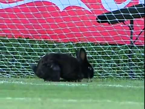 RabbitEveryHour's tweet photo. MVPs https://t.co/Iftb03TROd