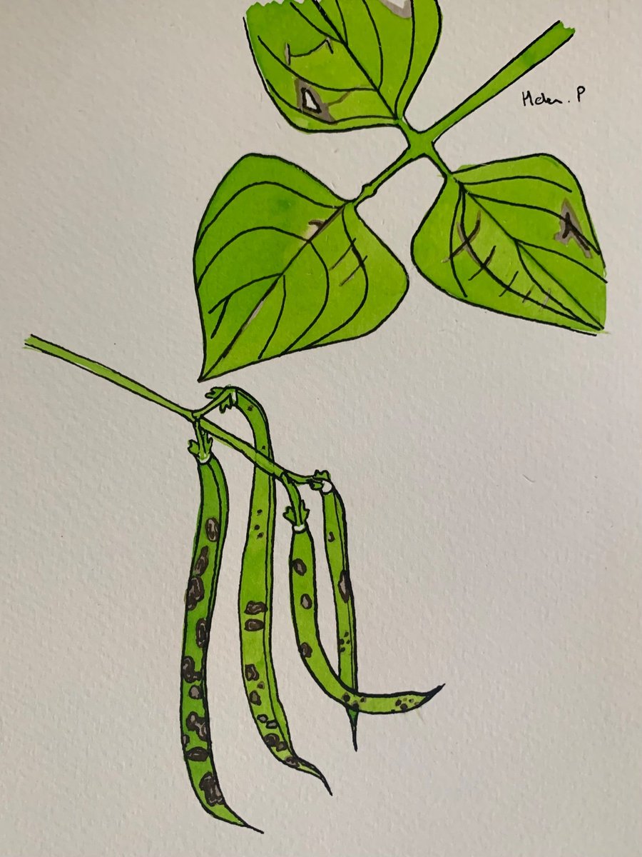 youngladyniks's tweet photo. Hey Everyone! Come and see my fun-guy tattoo (symptoms) on bean. Thanks to @hgpennington for this beautiful art
#plantpathologist https://t.co/rLOk8rUeX0