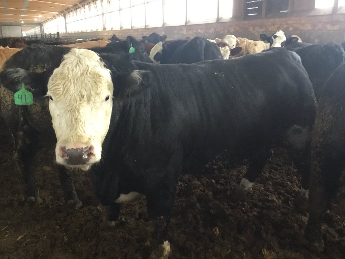 I typed “Ritchie water bowls” into google translate. It came back as “flooded pen!” #sundaythings #cmon1stweekofjanneedmoretrucks