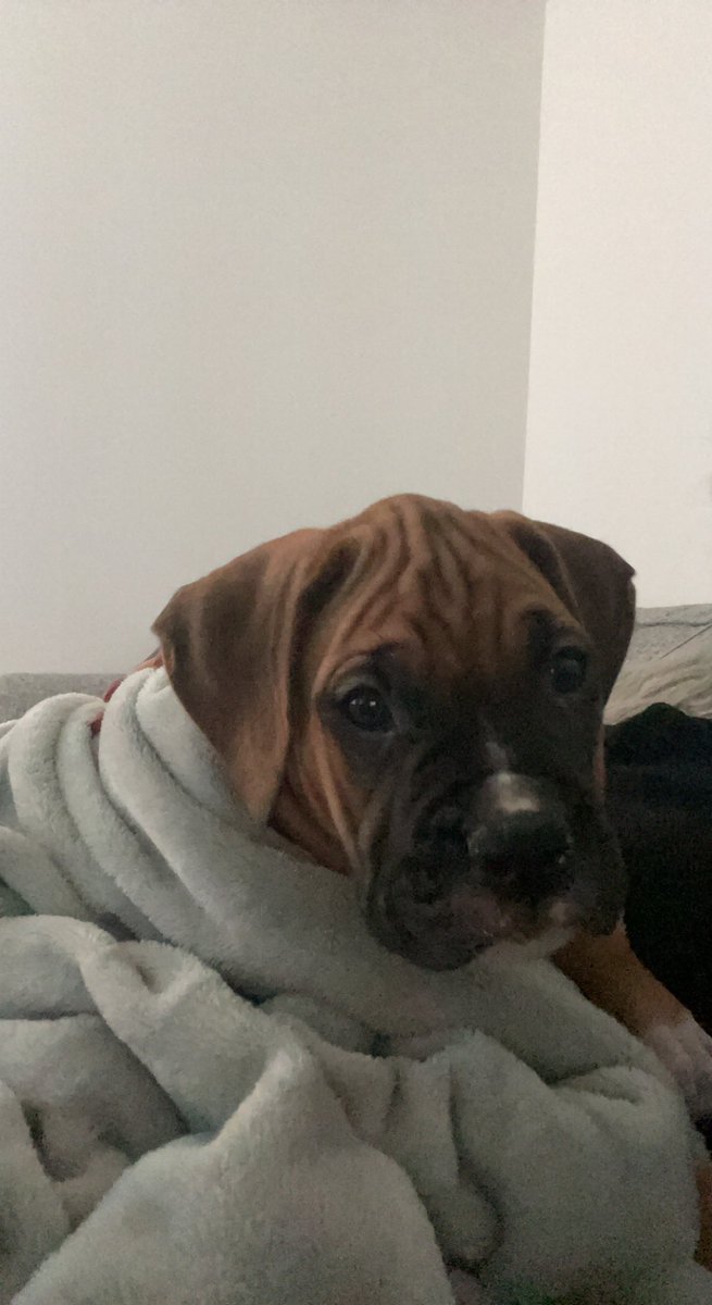 abbielp0601's tweet photo. Me &amp; Jack are officially dog parents to our beautiful Bruce😘 my heart is full🥺😍 https://t.co/gBX8WVxd7b