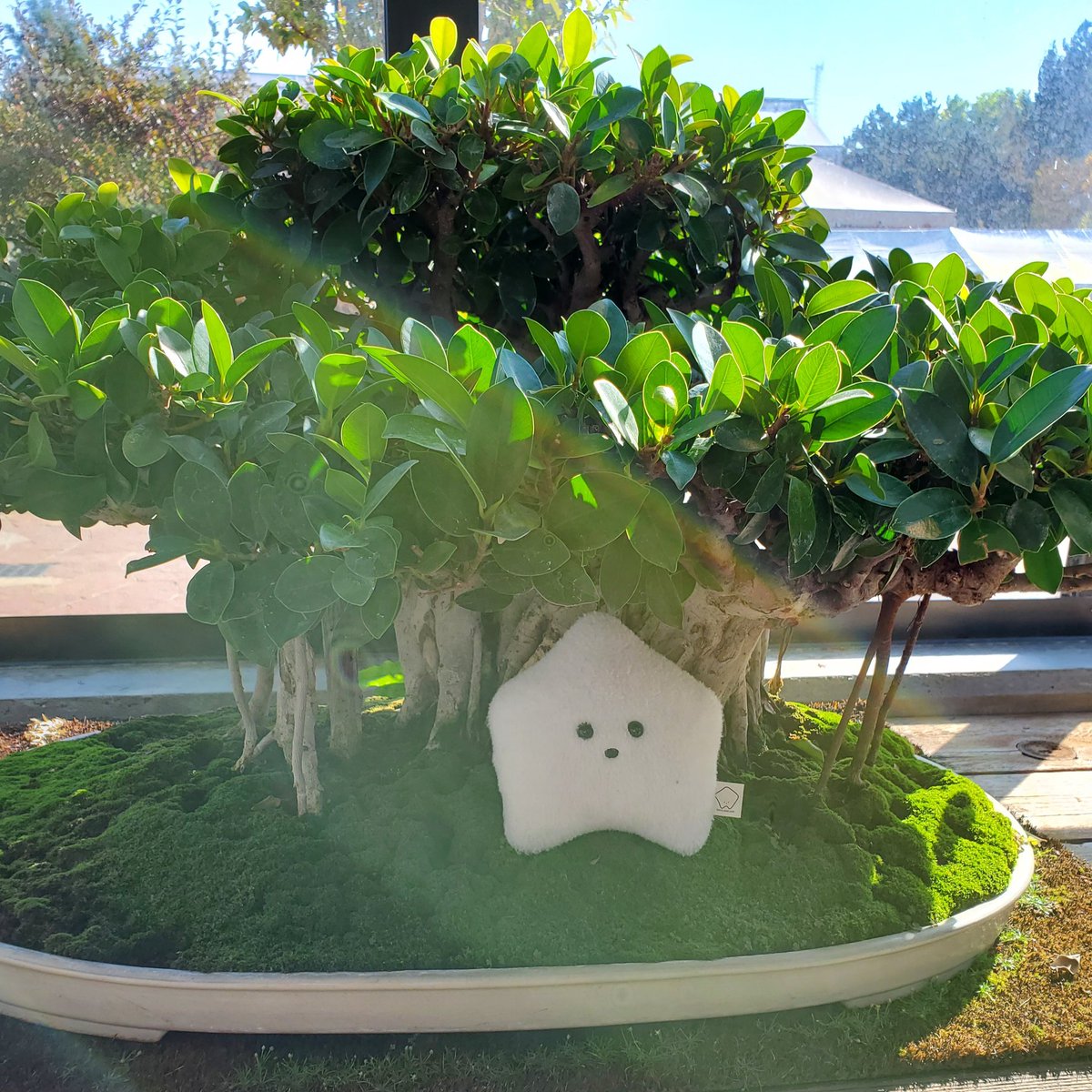 sucklet7's tweet photo. i think i will live here now.
#sucklet. #treelet. @itemlabel. https://t.co/XZ1XzLAj9d