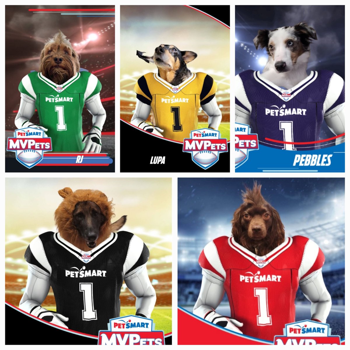 JwalkersJPEGs's tweet photo. The Ruff Riders ✋💎🔥

@PetSmart
#anythingforpets #MVPets https://t.co/SHMaOvo31D