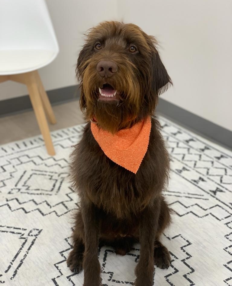 AnimalOrthocare's tweet photo. Atlas looks so proud of his beard and mustache! He loves to have his coworkers comb it for him ๐ง๐ถโจ
@atlasofagrabah
#beard #mustache #comb #hairday #doggrooming #dogbeard #pamperedpup #atlasofagrabah #pudelpointer #pudelpointerpuppies #puppiesofinstagram https://t.co/hxCUDrVvA3