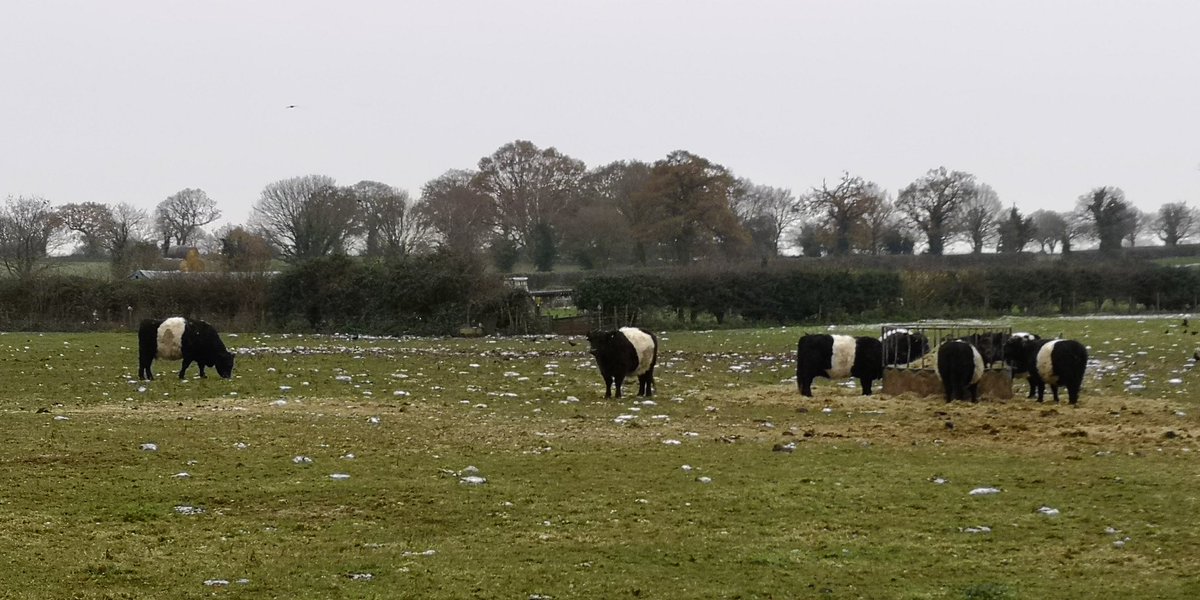 We hev these noo Norfuck zebras in Littel Waddnum.