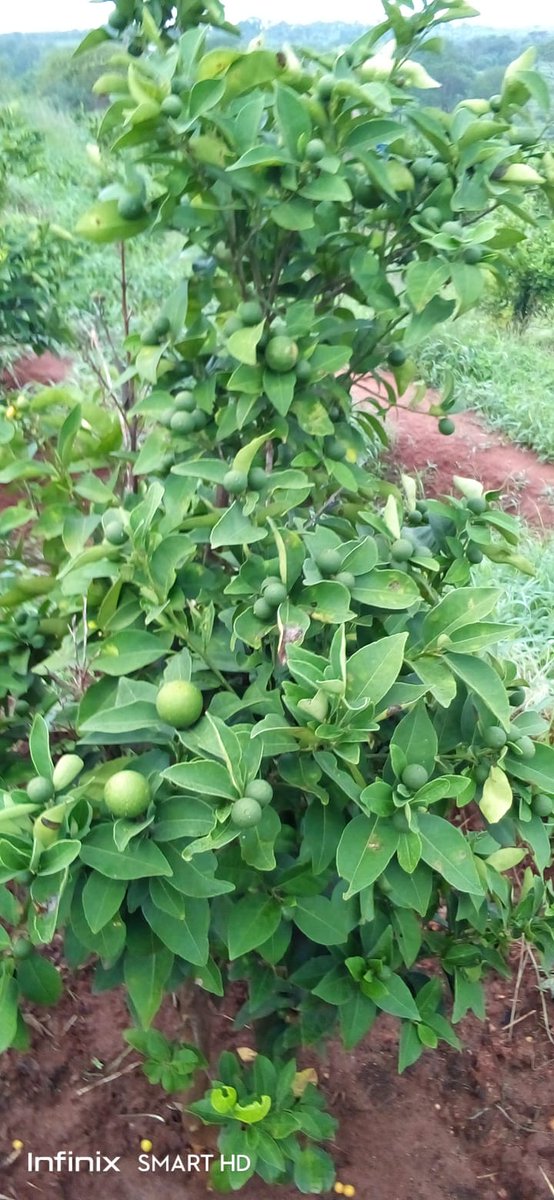 Covid plants taking shape for babies