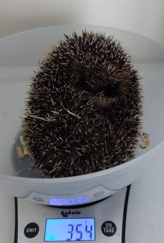 Artemis was admitted on 10/12. Found out in the day in #Caerphilly. Hungry and thirsty, tests revealed lungworm and roundworm. She is halfway through her treatment plan. 🤞🦔❤
#Hedgehog #pricklypals #Artemis #wildlife #animallover #charity #GetWellSoon