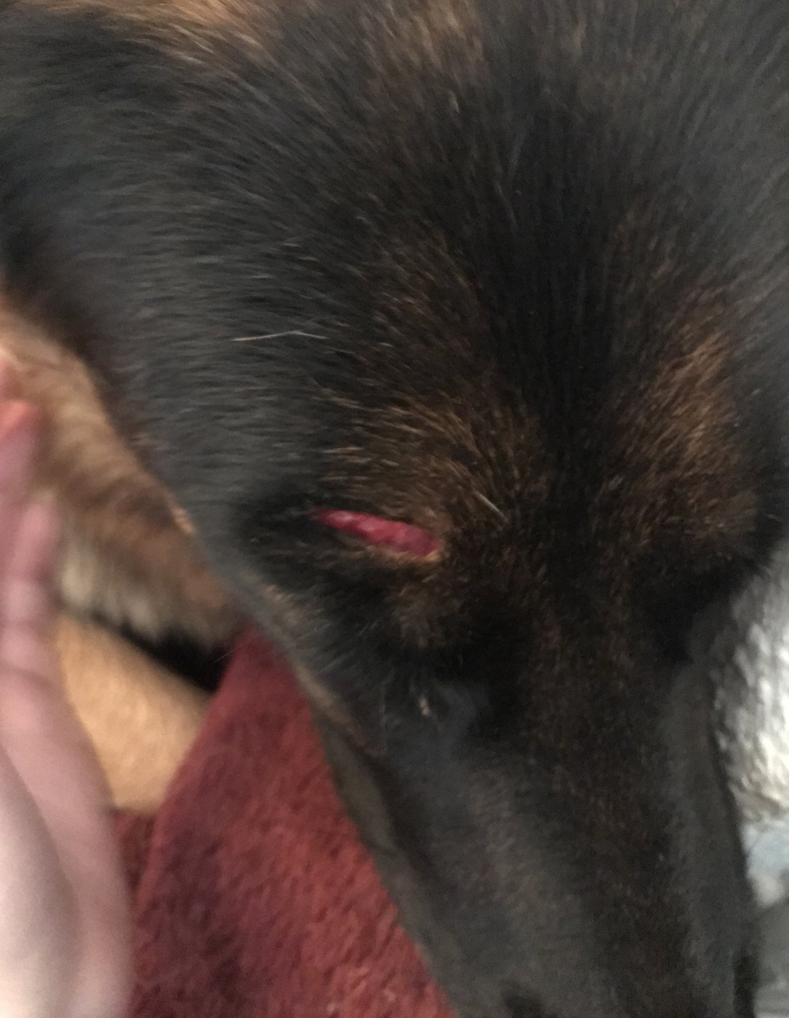 Can I Give My Dog Stitches