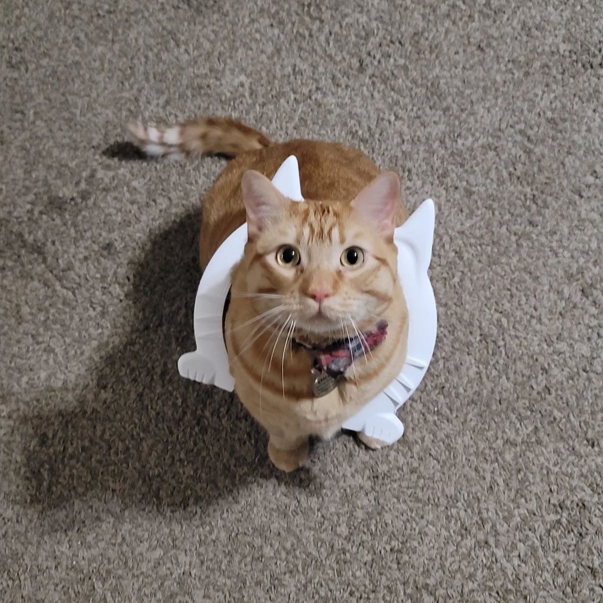 HATCHBOX3D's tweet image. When hooman 3D prints you a cat door and you underestimate your own CHONKY-ness. 😹

📸: pg3d_printing 

#hatchbox #hatchbox3d #3dprint #DIY #catsofinstagram