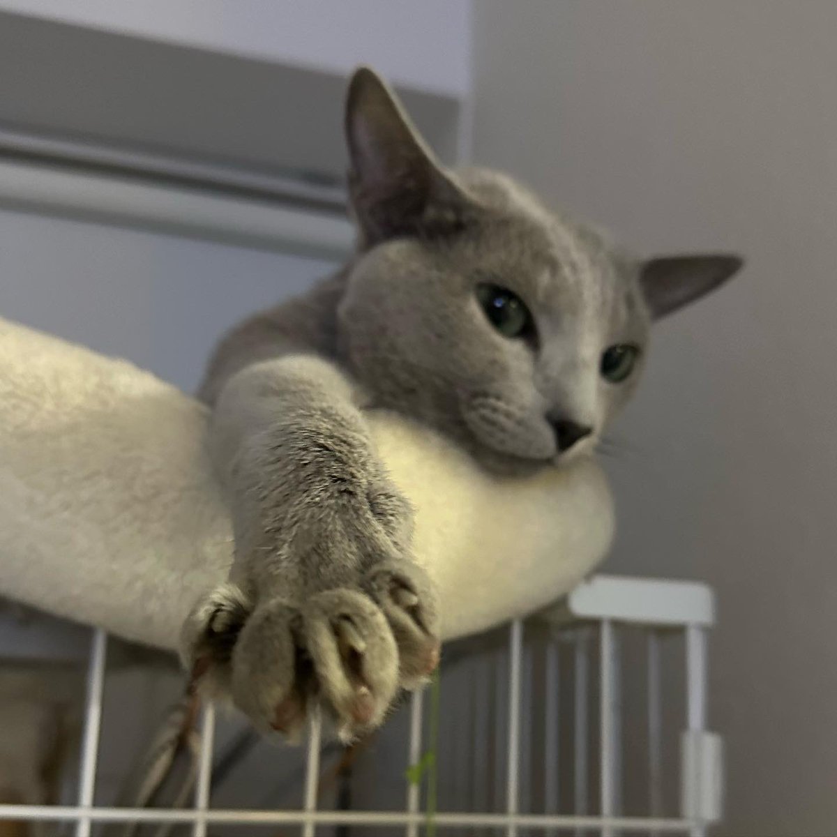 #ねこのいる暮らし
握手する？