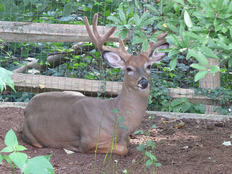 DeerHourly's tweet photo. https://t.co/fAu1JvW2Gi