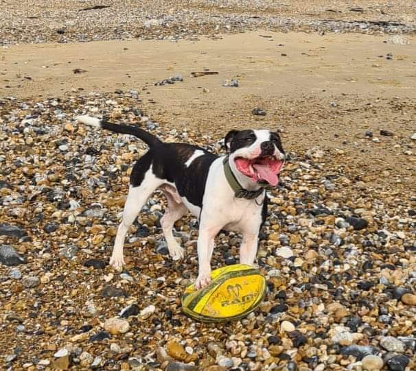 Please help us find our #lost dog
- Ronnie
- large black and White #Staffie x approx 25kg
-  #Missing from Turville (henley on thames) area since 17th December 
- Freindly and will come if called 
If found please contact 07964713481 
Please Share
