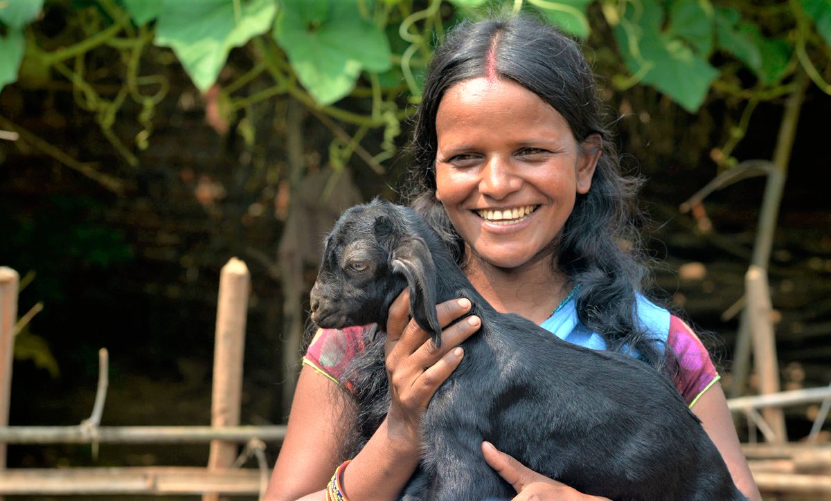 WorldBankIndia's tweet photo. Under the #JOHAR project, the #PashuSakhis advise farmers on how to take care of livestock and the benefits of rearing them for sale. Over 1000 Pashu Sakhis have been trained so far, and 70% of those trained have been certified by the @ASCI_AgriSkills. 

🔗https://t.co/EvW1wdQVfc https://t.co/cyOq5NF46v
