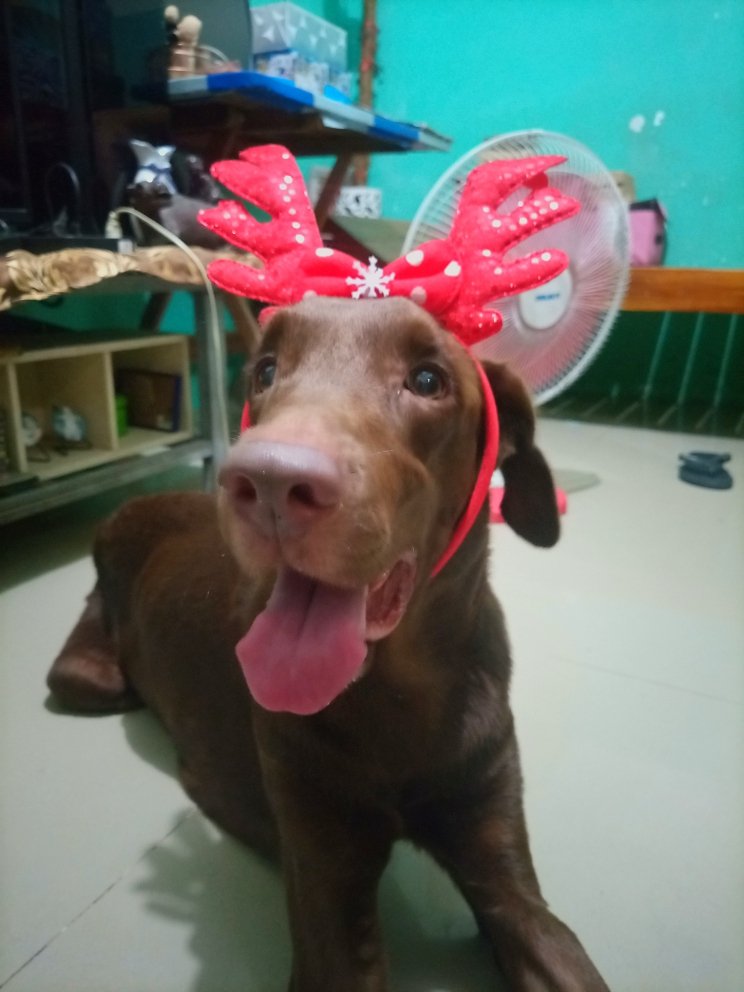 kent_be_yours's tweet photo. 🎁 #blesshing | FAST GA
1 winner of surprise Christmas gift from Santa Choco 🎅🏻

mechanics:
comment why you think you deserve to receive a gift from Santa Choco

ends by 3:00 A.M 

important note: the chosen winner will be handpicked by me, also the winner will shoulder pf &amp; lsf https://t.co/KHUhzAuazU