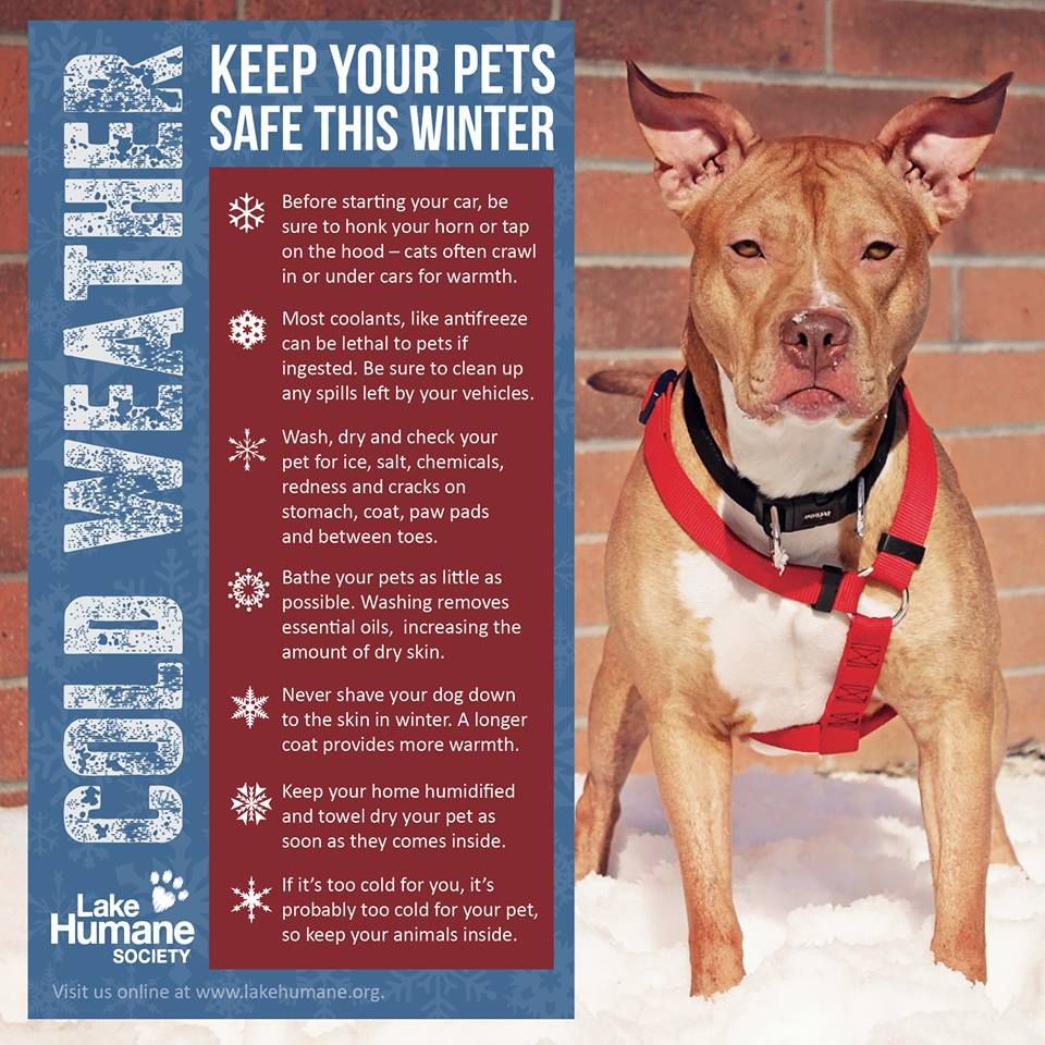 Be sure to keep your pets safe from the hazards of #winter! ❄️ #animallover #petowner #dogs #petsafety #petcaretips