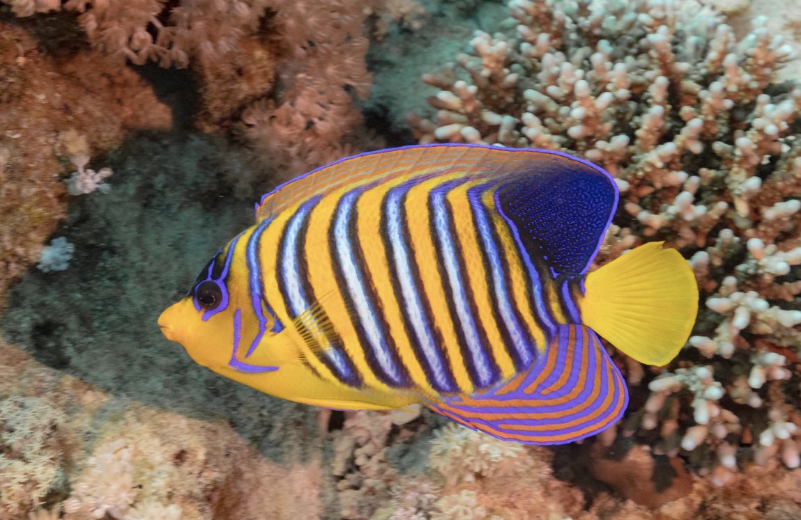 icoast_project's tweet photo. Angelfish are a family of reef dwelling fish. This is a diverse family with different members occupying many different feeding niches. These Angels can also be heard on high and have been recorded to make grunting and croaking sounds as a way to communicate. https://t.co/DaQvZ6tQmV
