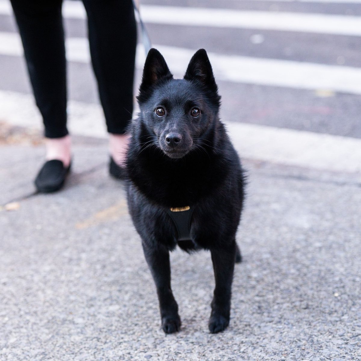 thedogist's tweet photo. Wednesday, Schipperke (3 y/o), Tompkins &amp; Putnam Ave., Brooklyn, NY • “She kind of looks like a little fruit bat. I met a Schipperke probably ten years ago, and I promised myself whenever I get my first dog, it was gonna be a Schipperke.“ https://t.co/EIbfkwIh6a