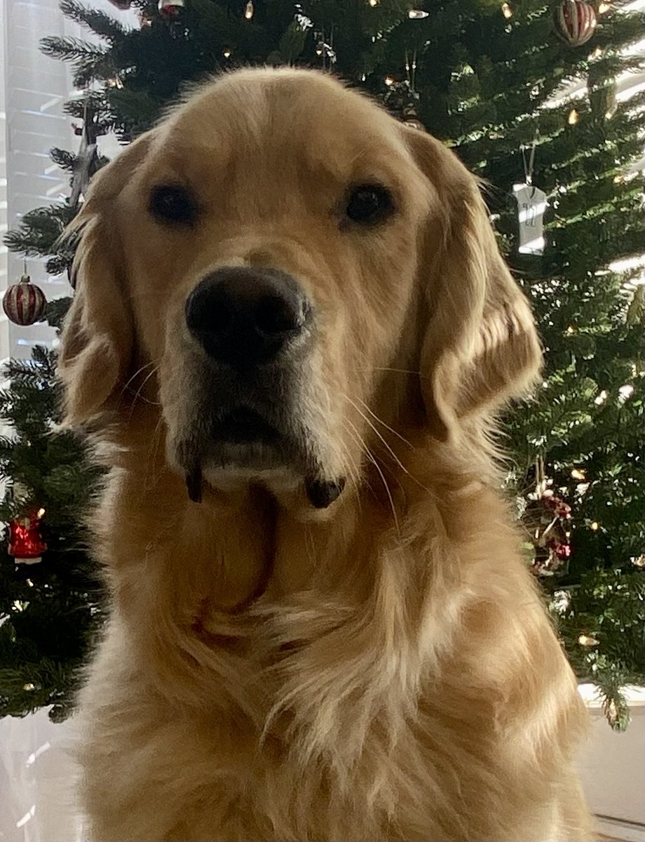 jacksonTheDog6's tweet image. Happy holidays, my frens!