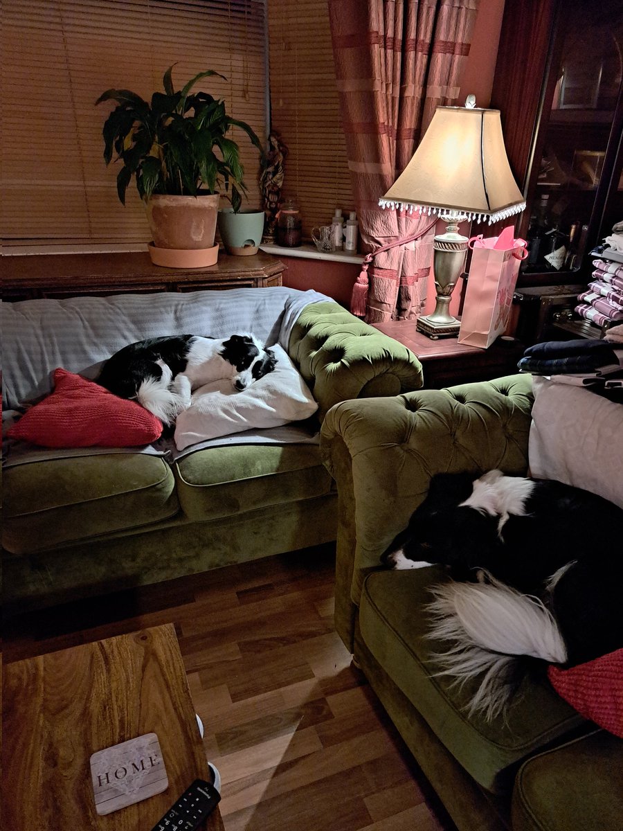FlynnOffScript's tweet photo. @MADRADogRescue Shelley &amp; Squeak a year on. Chilling like hairy villains. https://t.co/Zs2GEuW6ay