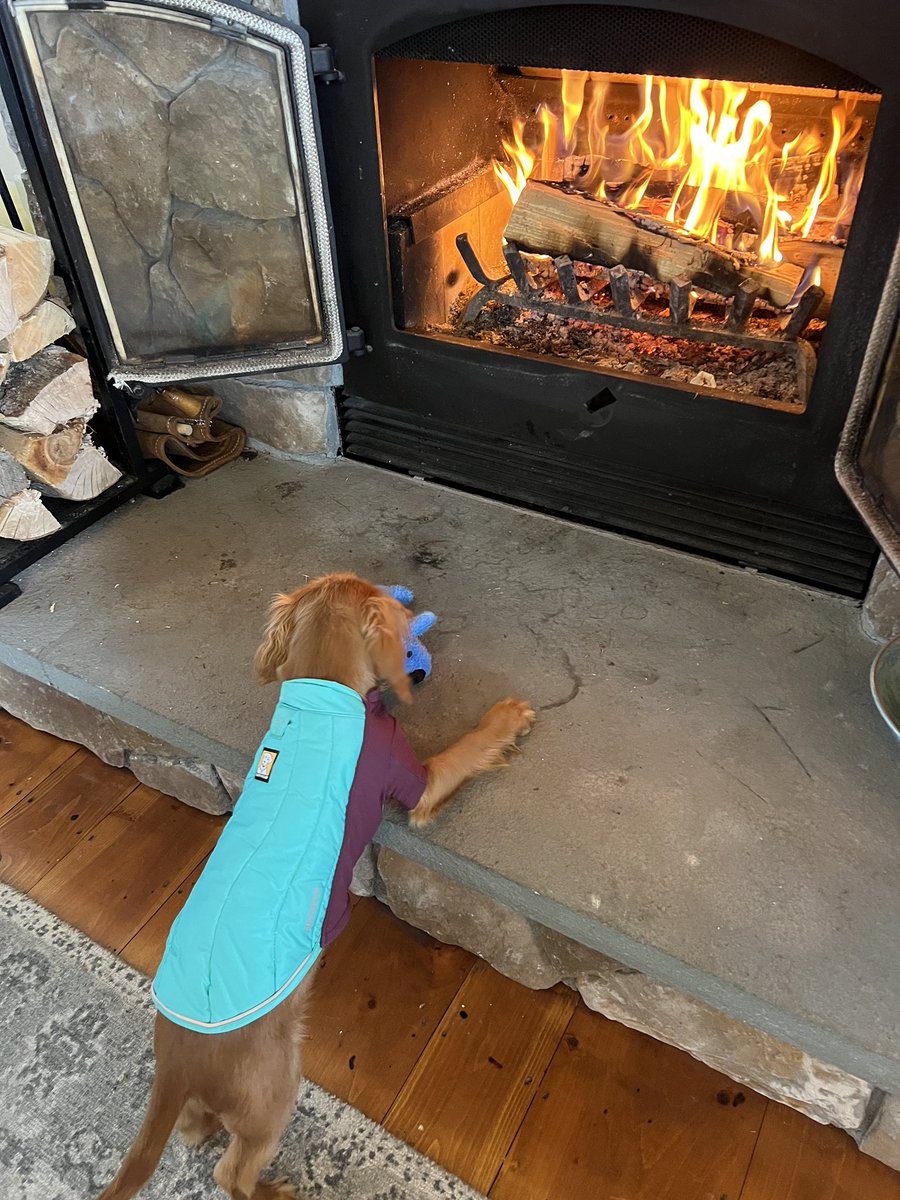 Meghan Freed tweet media