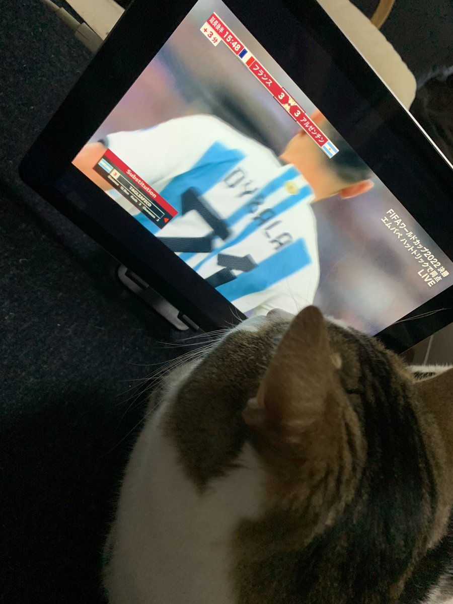 jyosuke_neko's tweet photo. かぶりついて観ております

#ワールドカップ
 #猫 https://t.co/wFM4na6IyZ