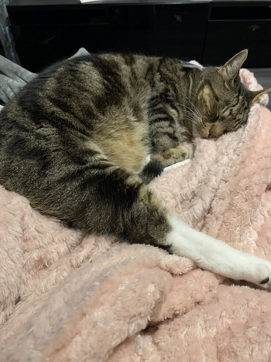 TexansToogie's tweet photo. Snug as a bug in a rug #cosy #CatsOfTwitter #sundayvibes https://t.co/q7VY8CWDH4