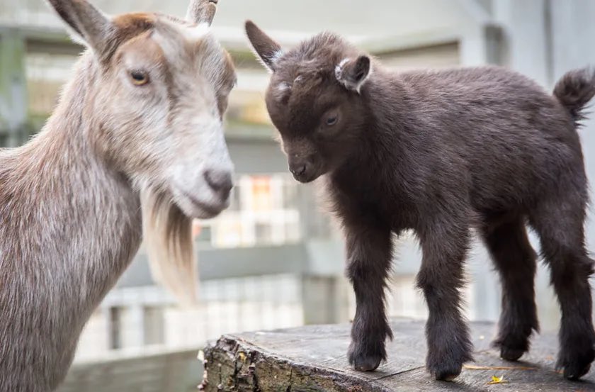 Live footage of Messi &amp; Mbappe