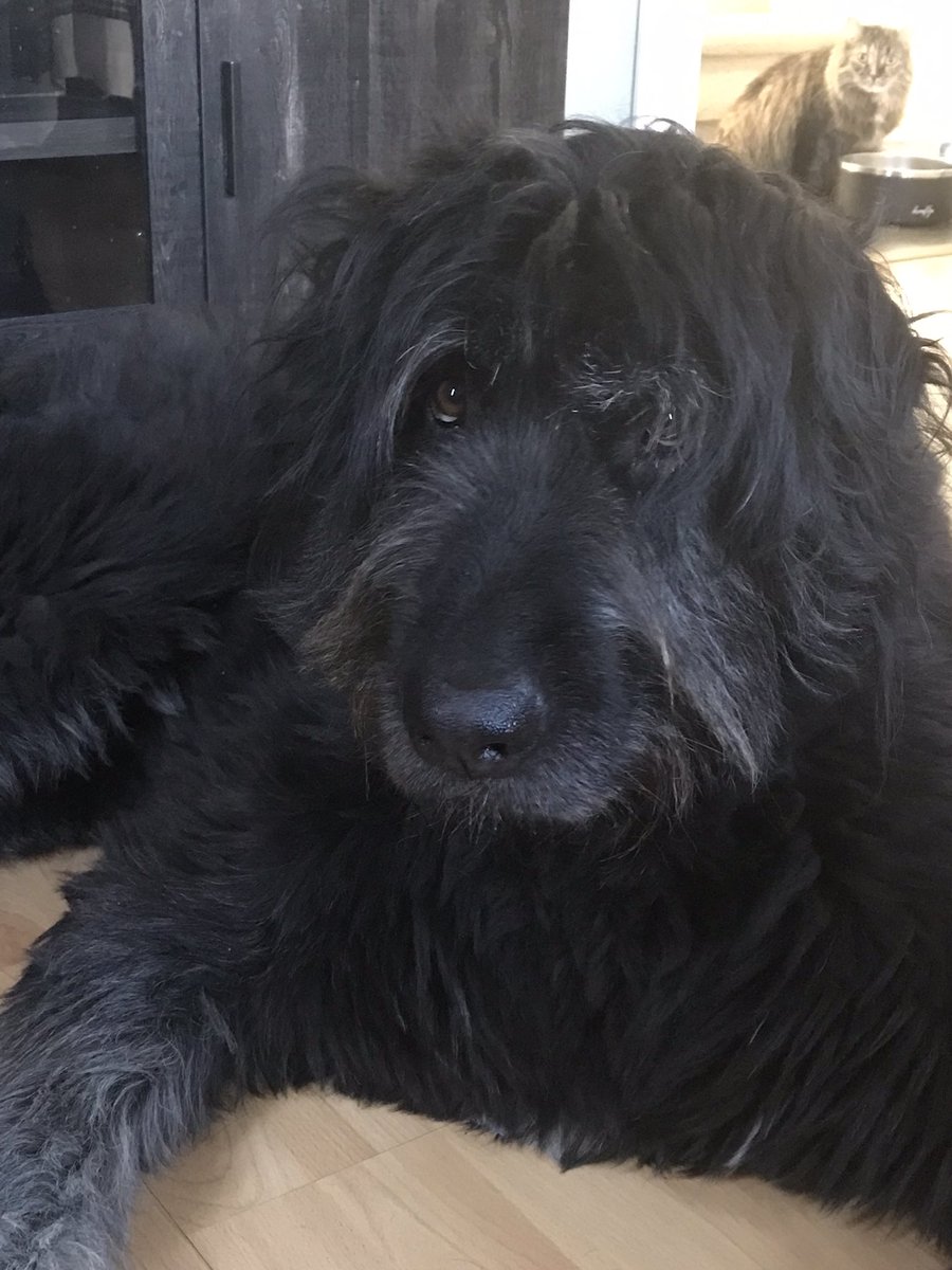 Carol Shea tweet media